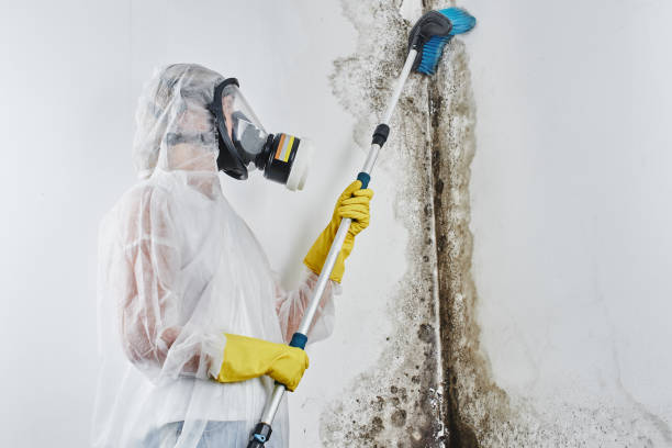 Best Professional Mold Removal  in Belhaven, NC
