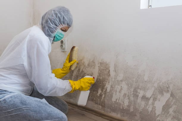 Home Mold Removal in Belhaven, NC