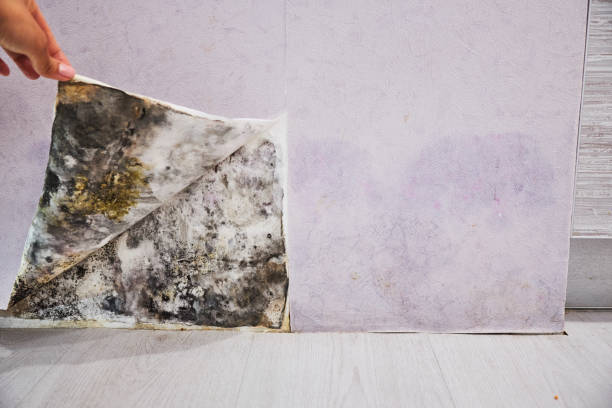 Best Toxic Mold Removal  in Belhaven, NC